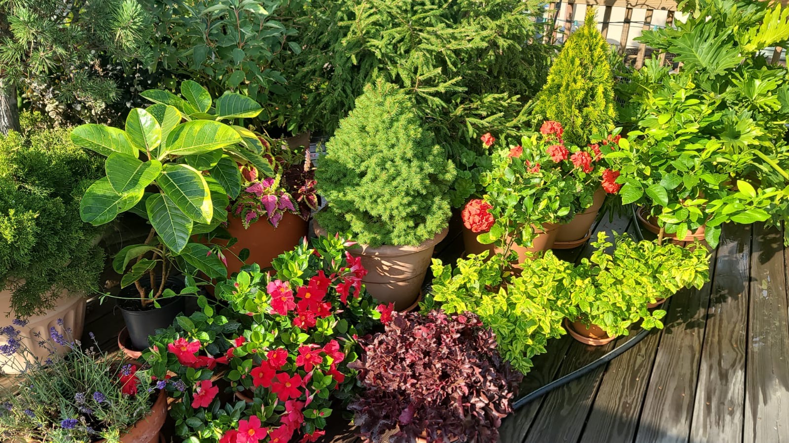 Lush container garden with geraniums, dwarf conifers and tropical foliage on a wooden deck