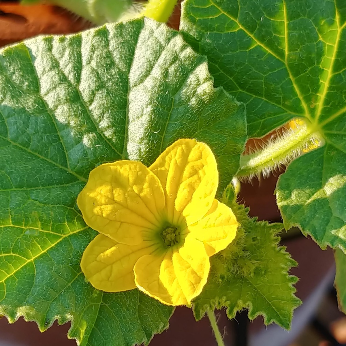 Yellow cucumber flower among broad green leaves