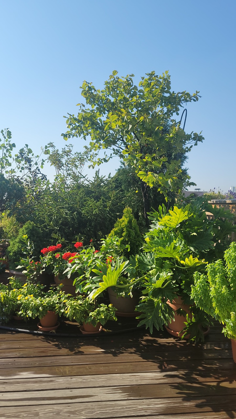 Terrace container garden with potted geraniums, conifers and a young tree under a blue Chicago sky