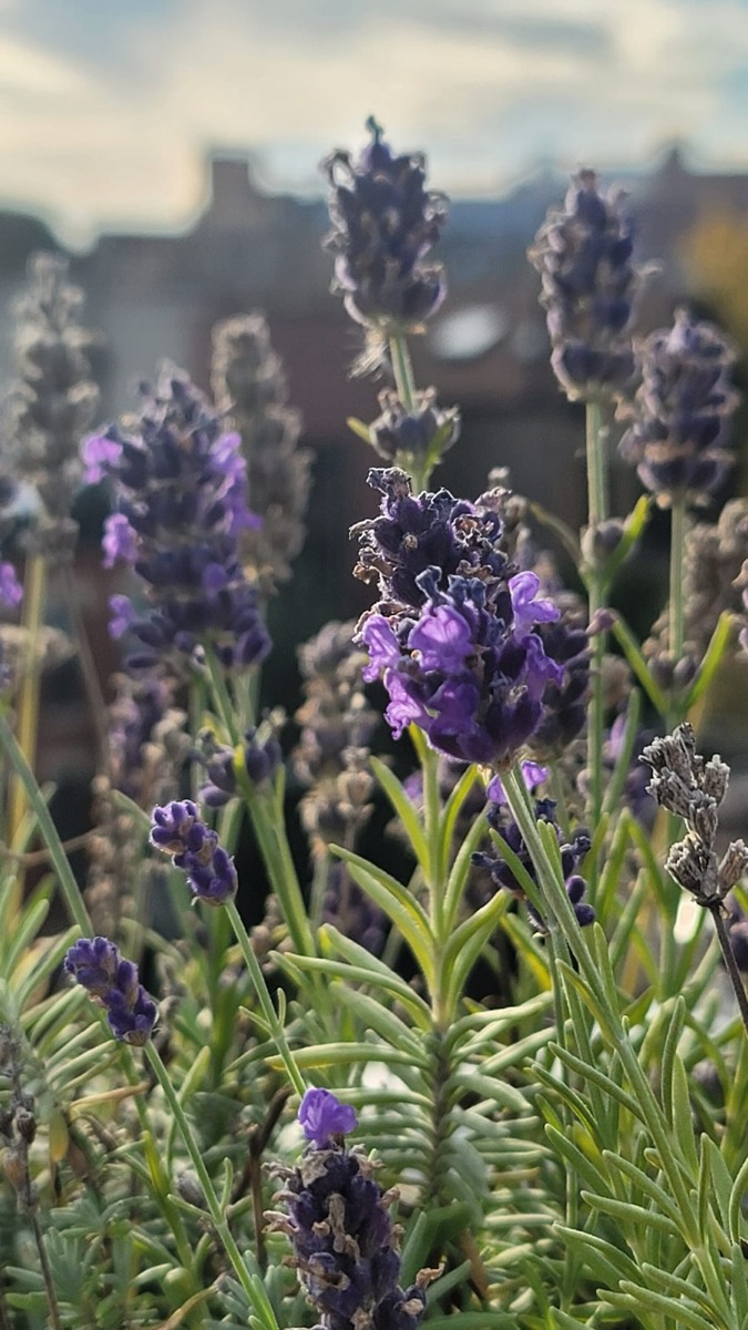 Lavender in bloom in a rooftop garden