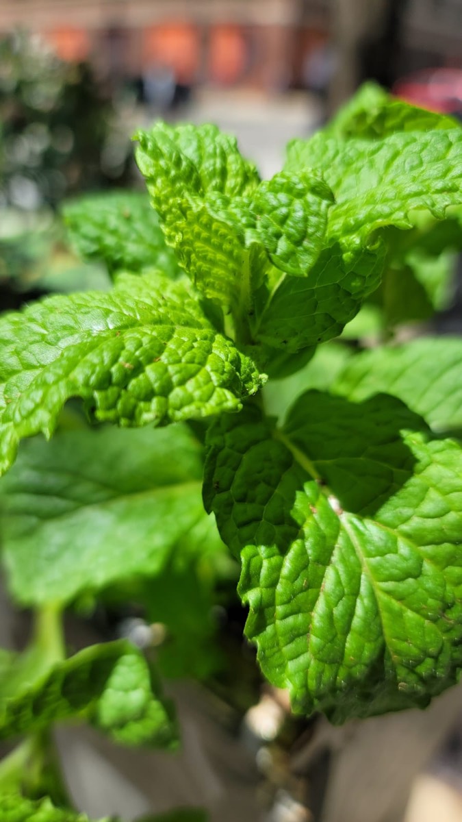 Fresh mint leaves in the sun