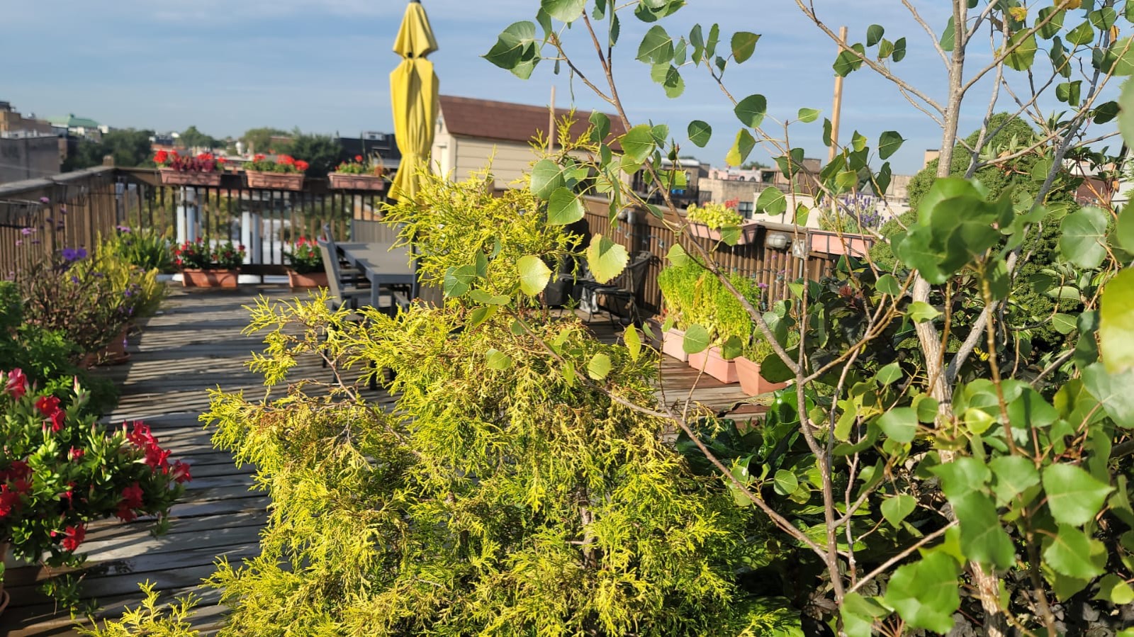 Sunny rooftop deck garden with shrubs, planters and a yellow umbrella